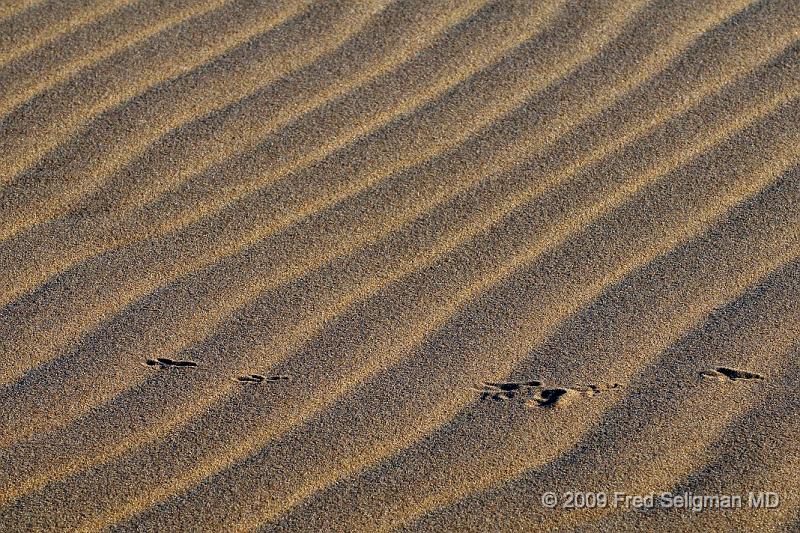 20090603_174002 D300 X1.jpg - Animal tracks in the desert sand
